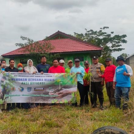 DPRKPLH Bersama Dengan Pemerintah Desa Simpang Tiga Gelar Aksi Mitigasi Menanam Bersama Manis